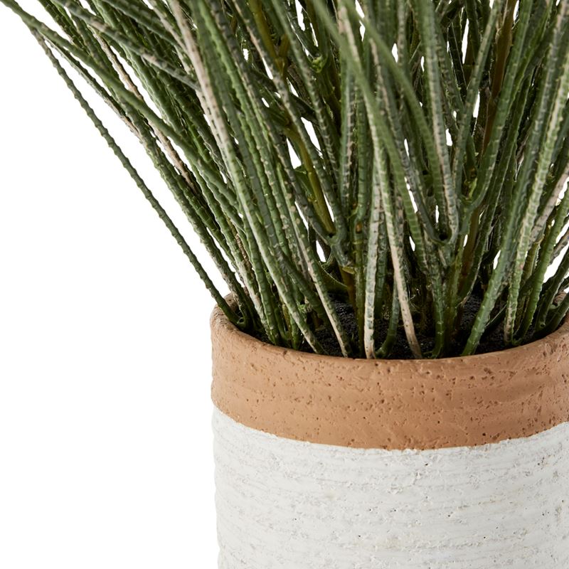 Potted Green Ornamental Grass