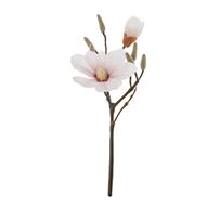 Magnolia Pink Stem