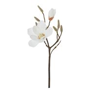 Magnolia White Short Stem