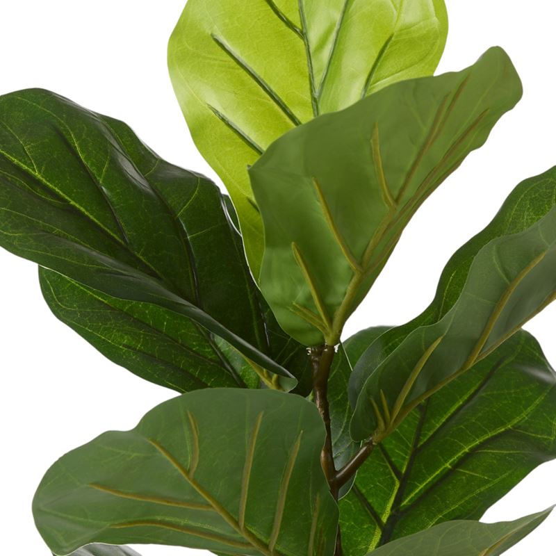 Fiddle Fig Potted Plant 50cm
