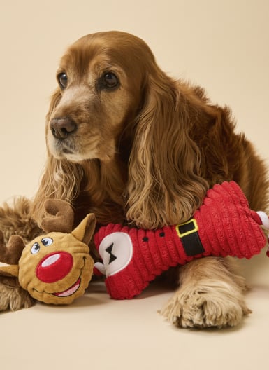 Xmas25_Hub_GiftTiles - 2 Pets_DT.jpg