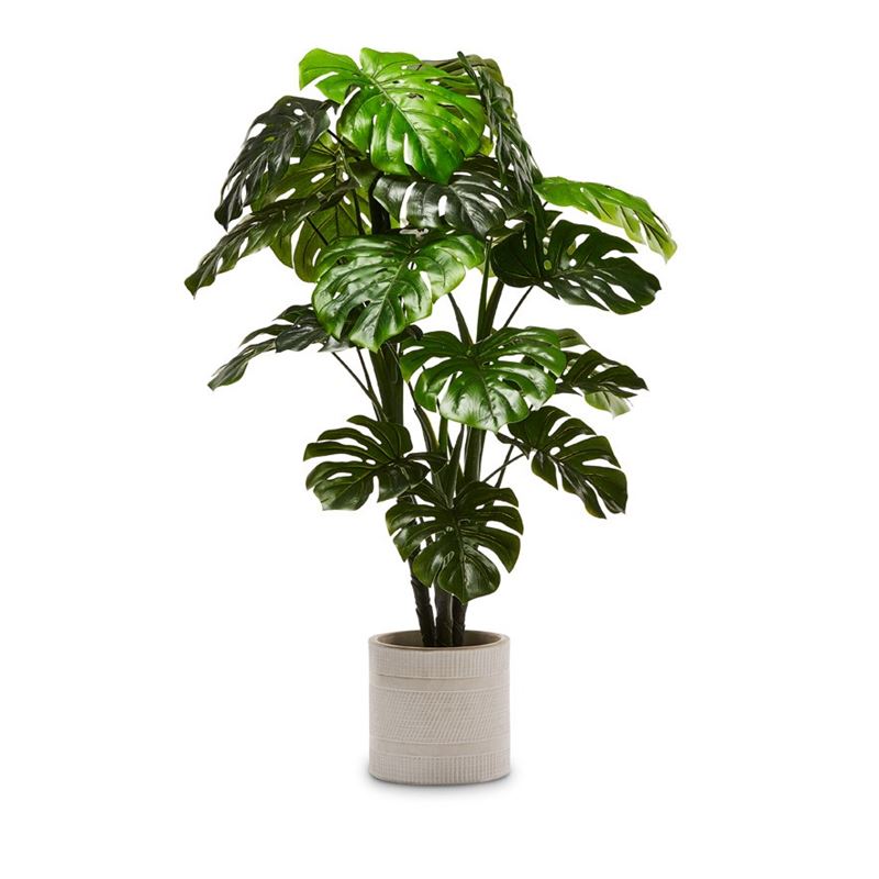Monstera Potted Plant 120cm