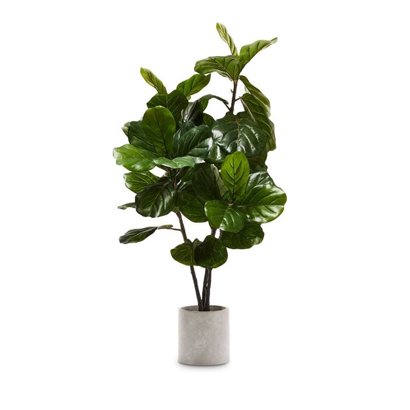 Fiddle Fig Potted Plant 120cm