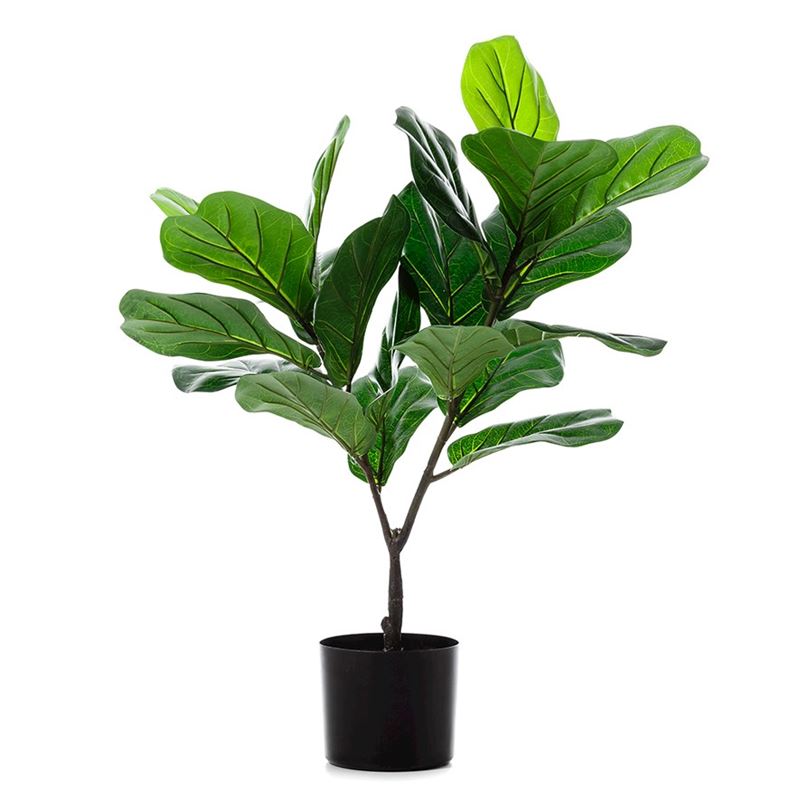 Fiddle Fig Potted Plant 75cm