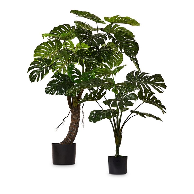 Monstera Potted Plant  90cm