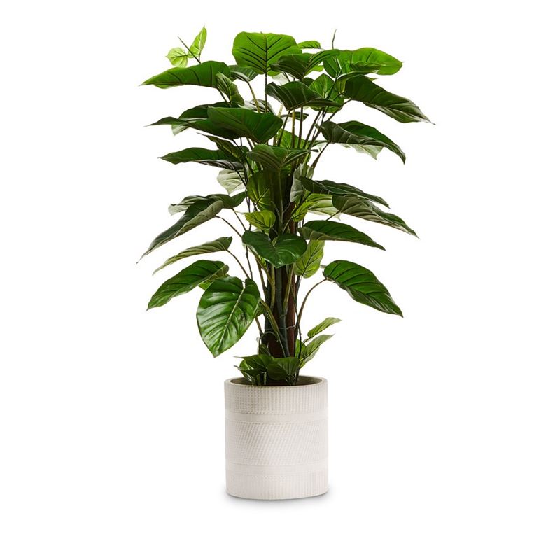 Pothos Standing Potted Plant 120cm 