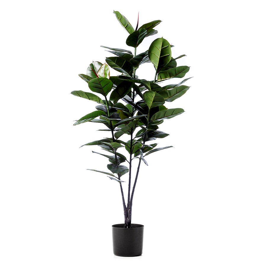 Rubber Fig Potted Plant Homewares Pots & Plants Adairs Online