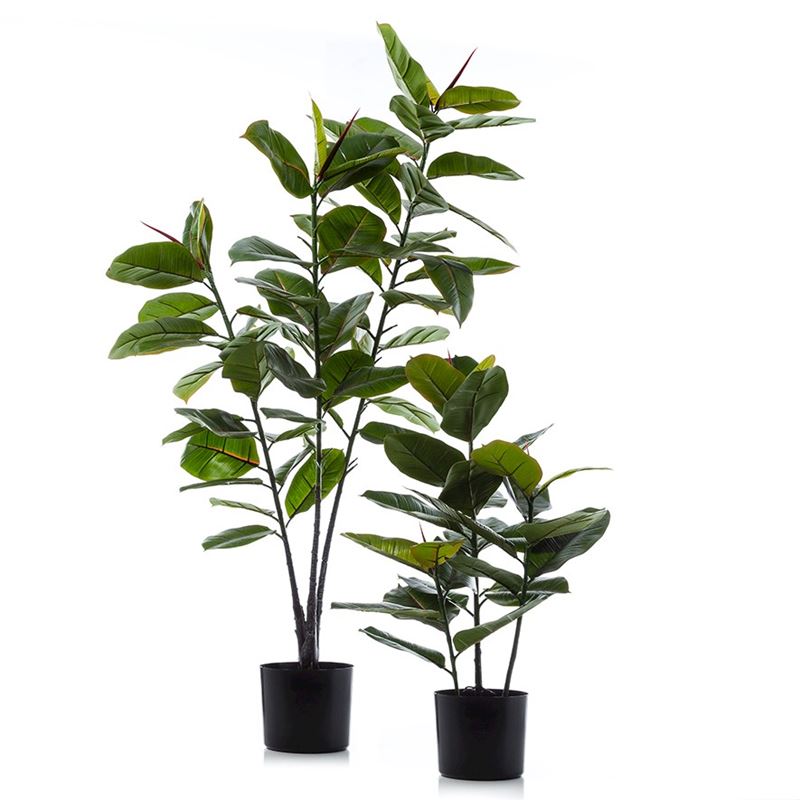 Rubber Fig  Potted Plant 130cm