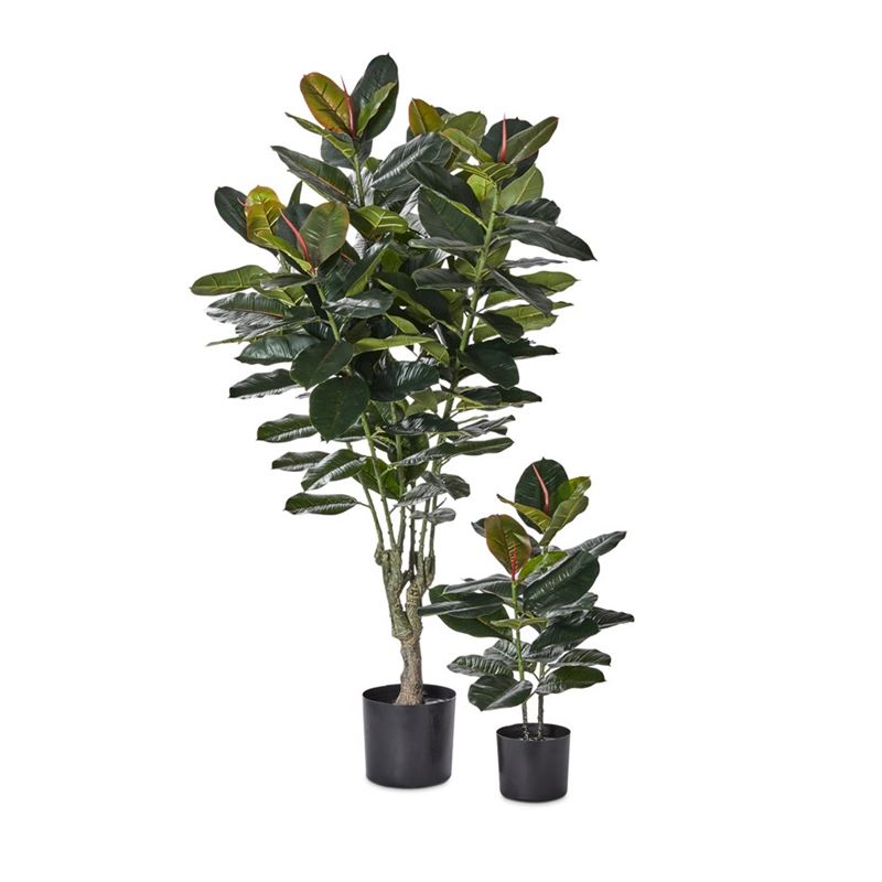 Rubber Fig Potted Plant 65cm 