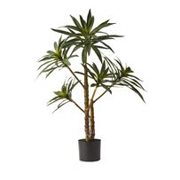 Evergreen 5 Stem Yucca Plant 90cm