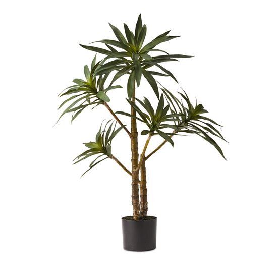 Evergreen 5 Stem Yucca Plant 90cm