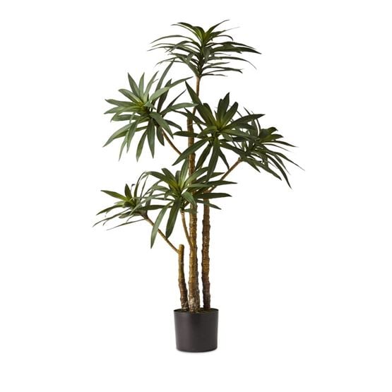 Evergreen 6 Stem Yucca Plant 122cm