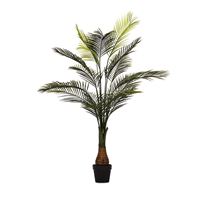 Evergreen Palm Tree Plant 177cm