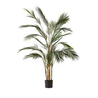 Evergreen Green Palm Tree