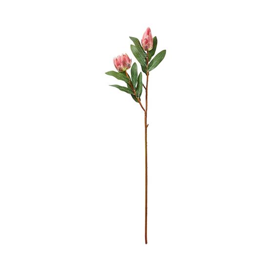 Native Single Red Protea Stem