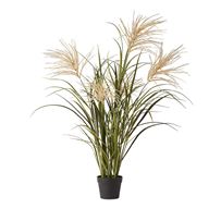Reed Grass Green & Taupe Plant