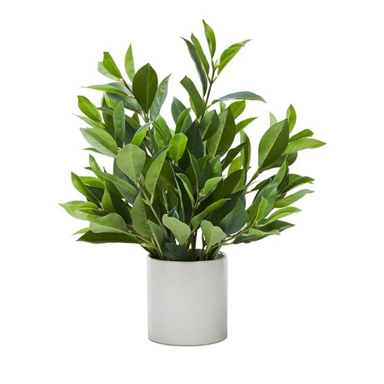 Olea Potted Green Gum Leaves