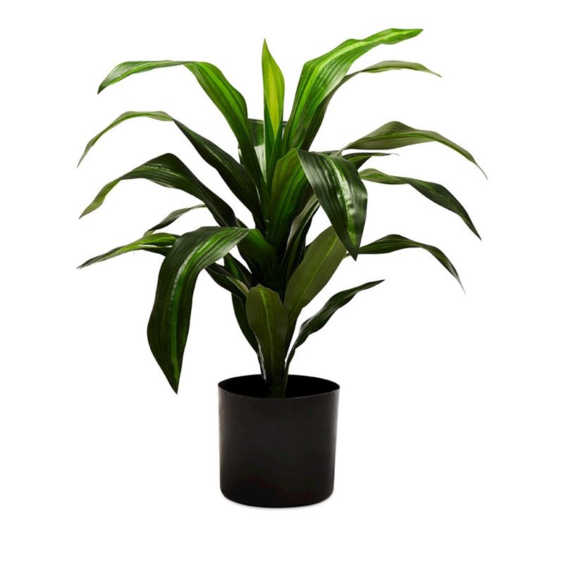 Dracena 65cm Potted Plant