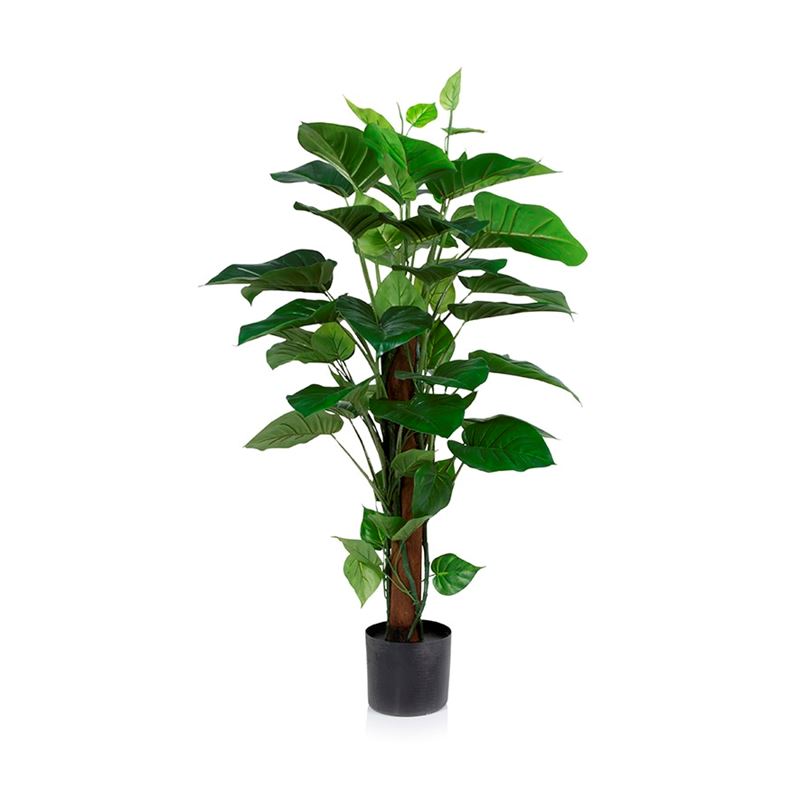 Pothos 120cm Potted Plant