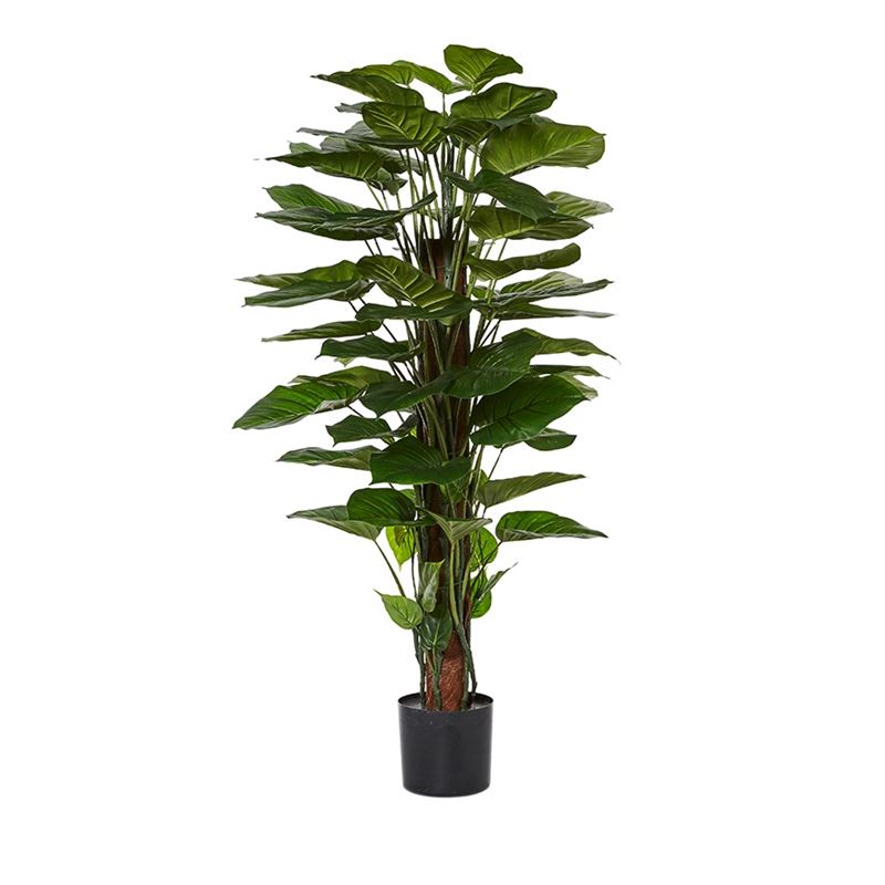 Pothos 150cm Potted Plant