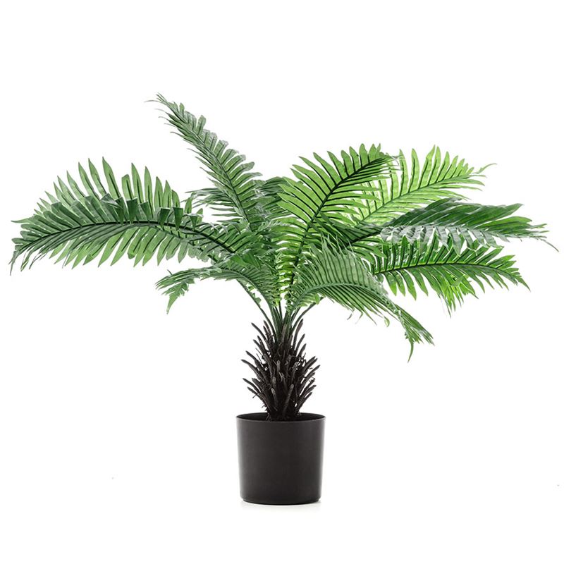 Fern Potted Plant