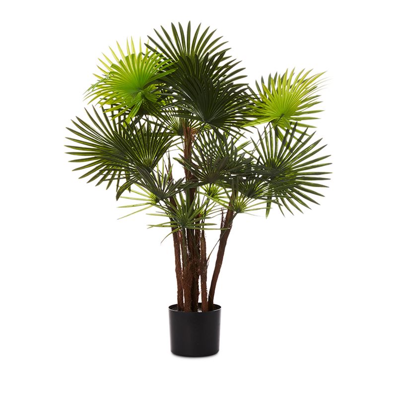 Fortunei Palm Potted Plant