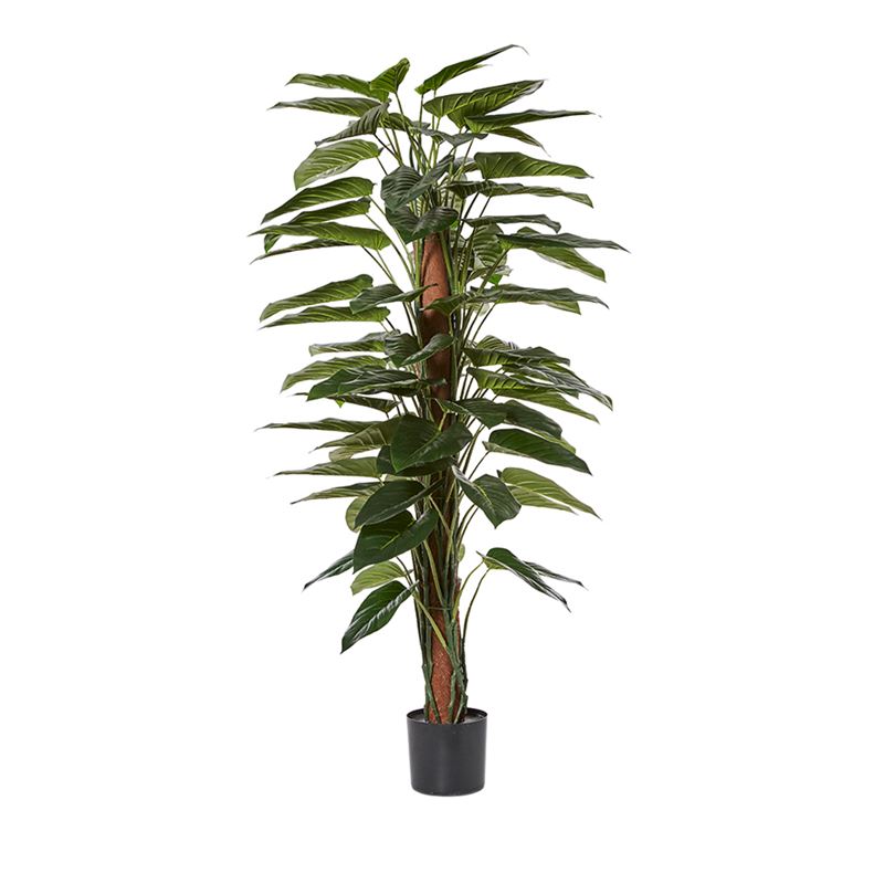 Philodendron 180cm Potted Plant