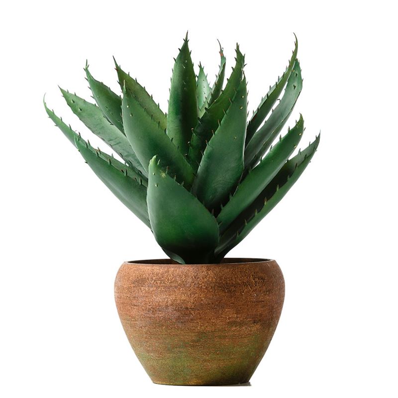 Nevada Spikey Aloe Potted Plant