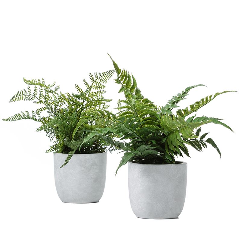 Lennox Potted Fern Lace