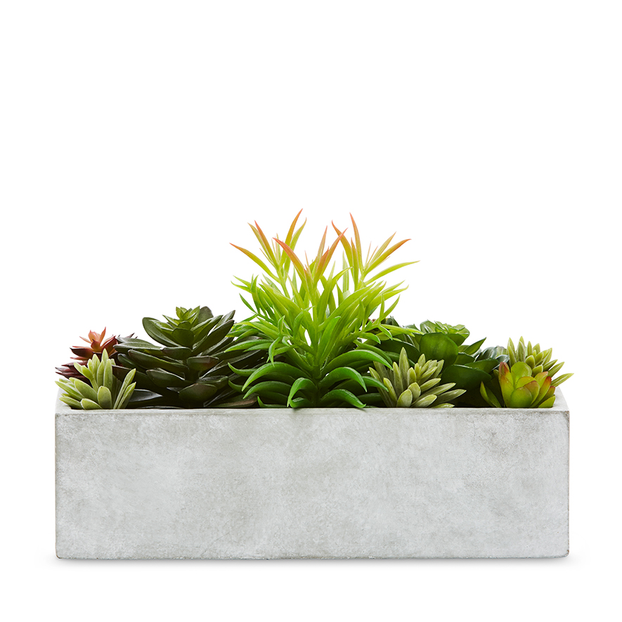 Home Republic Kochi Succulent Garden Small Grey Adairs