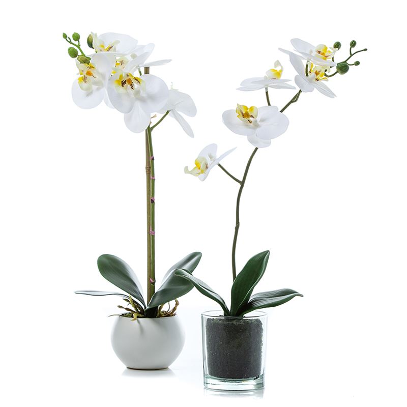 Phalaenopsis Orchid Ceramic White